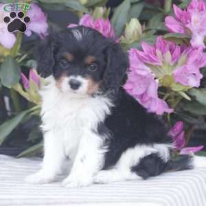 Pearl, Cavapoo Puppy